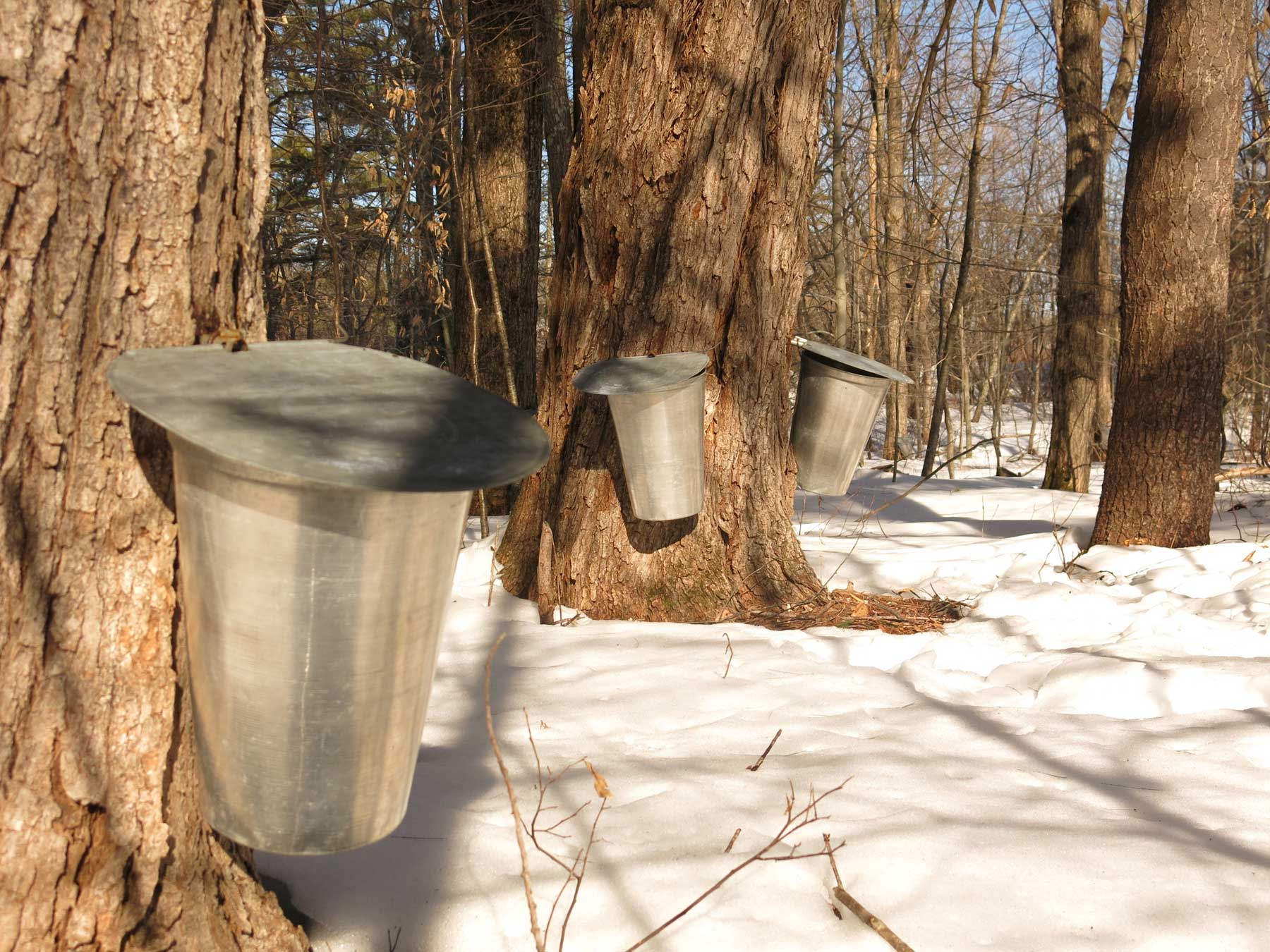 Traditional maple syrup buckets
