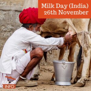 Man from rural Rajasthan, India, milking a cow