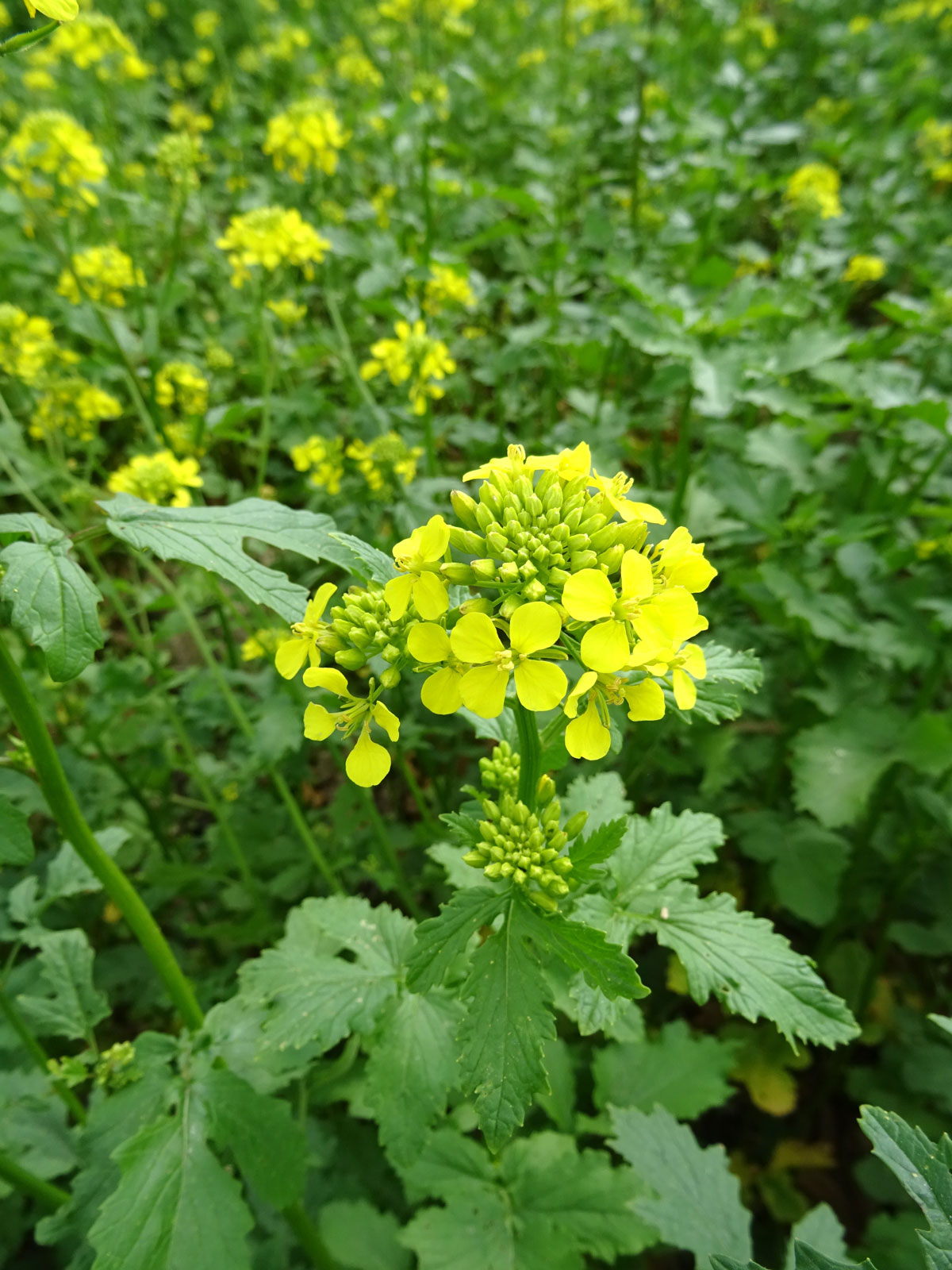 Mustard blossoms