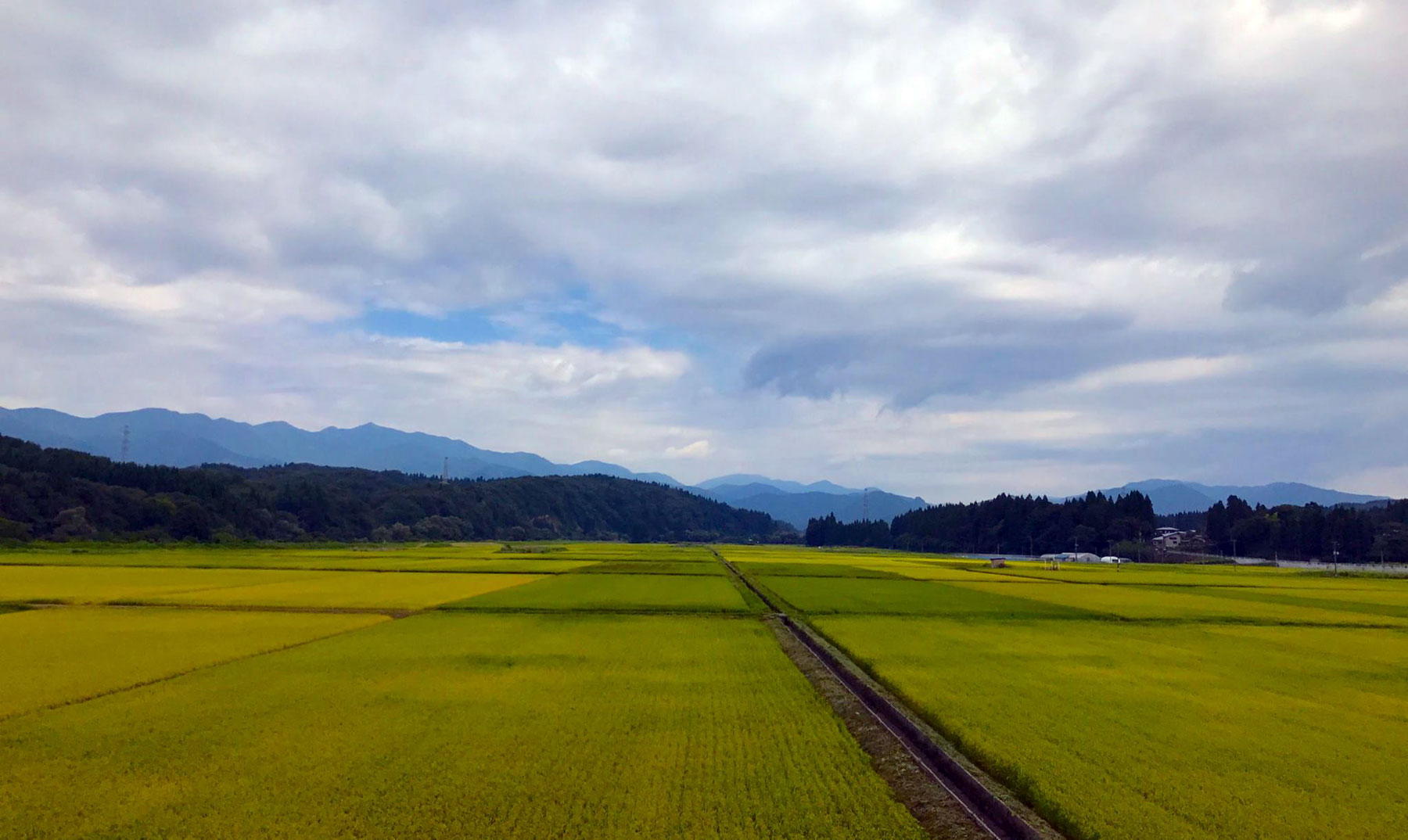 Rice field